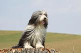 BEARDED COLLIE 272
